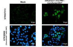 Anti-Influenza A virus PB1 protein antibody [HL1714] used in Immunocytochemistry/ Immunofluorescence (ICC/IF). GTX637313